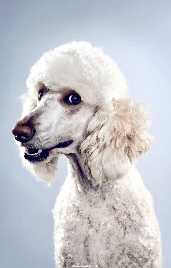 دانلود پس زمینه سگ پودل سفید رنگ و خندان با کیفیت 8k