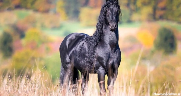 تصویر زیباترین اسب جهان را ببینید+عکس