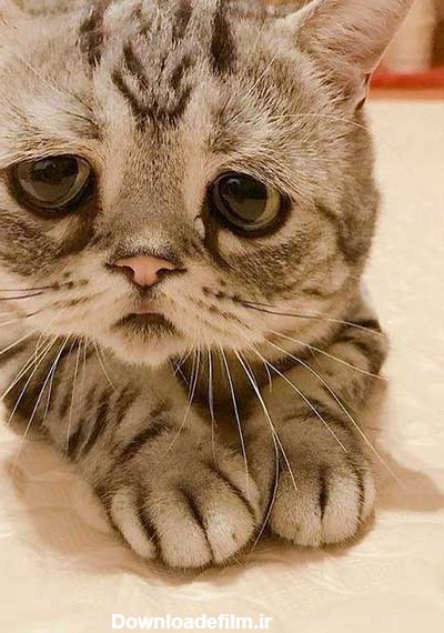 پر طرفدارترین گربه جهان با چهره غمگین (+عکس)