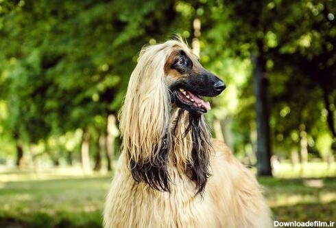 خنگ ترین نژاد سگ ها در دنیا+ عکس