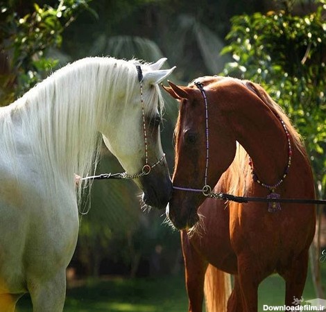 اسب سفید و قهوه ای