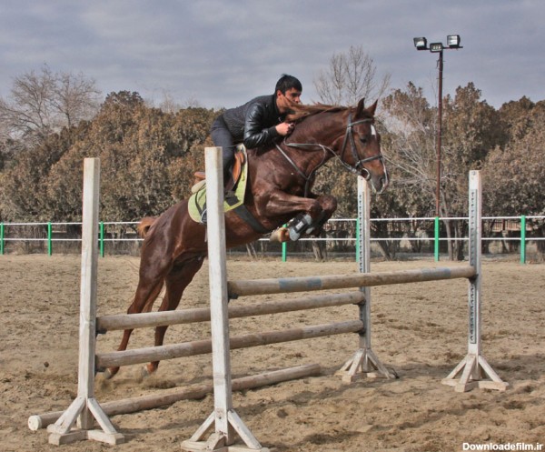 اسب ترکمن یموت کوروش
