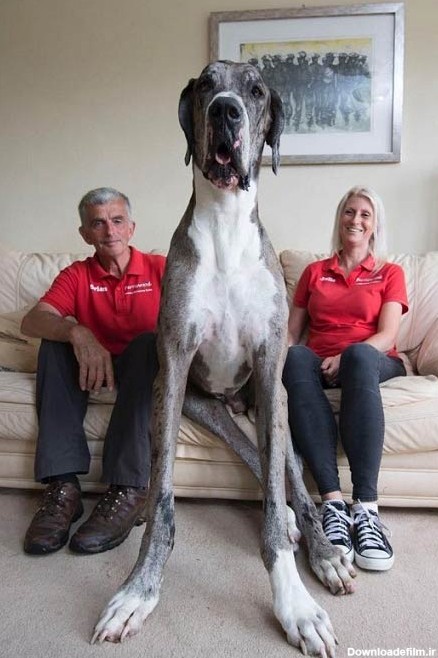 بزرگترین سگ جهان + عکس - مهین فال