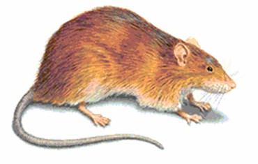 بیماری‌های قابل انتقال از موش به انسان