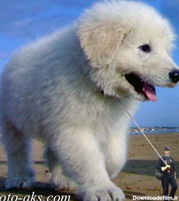 بزرگترین سگ دنیا biggest dog