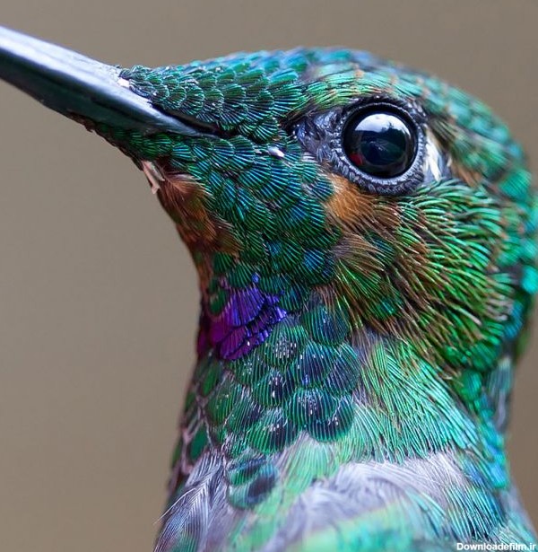 20 پرنده رنگی که زیبایی خود را به رخ می کشند