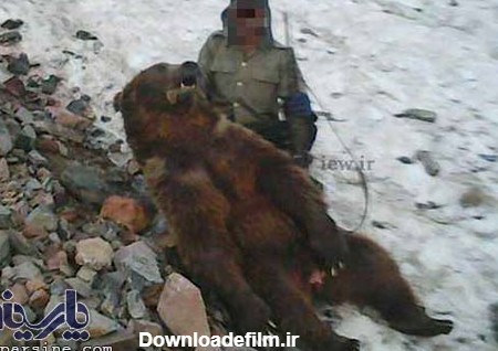 شکار تفریحی خرس نایاب در کلاردشت+تصاویر | خبرگزاری فارس