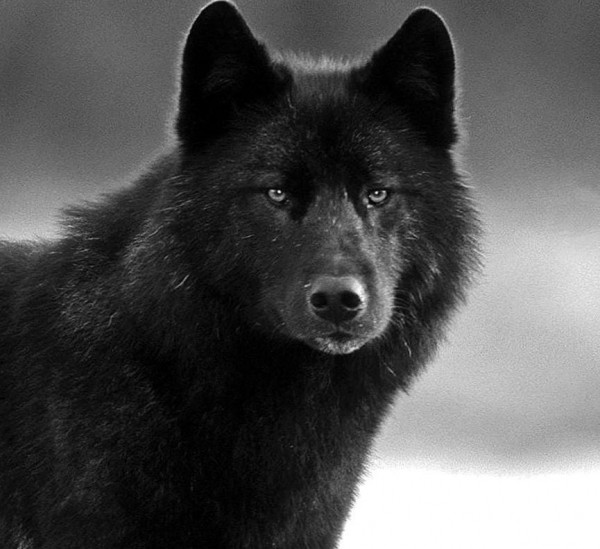 عکس گرگ | تصاویر گرگ‌های وحشی و زیبای پروفایل که باید ببینید!