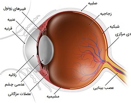 چشم انسان | ساختار، ساختمان و آناتومی — به زبان ساده ...