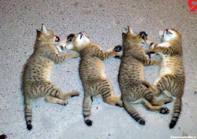 انتشار عکس 4 جسد گربه جنگلی پس از کشتار بی رحمانه در گیلان + جزییات