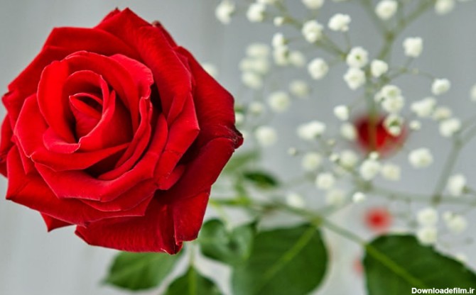 عکس گل رز زیبا با کیفیت