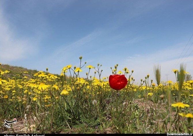 همشهری آنلاین - تصویر | رویش گل‌های بهاری در حاشیه کویر