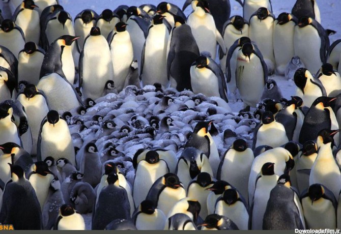 کشف نخستین مهدکودک پنگوئنی / تصاویر