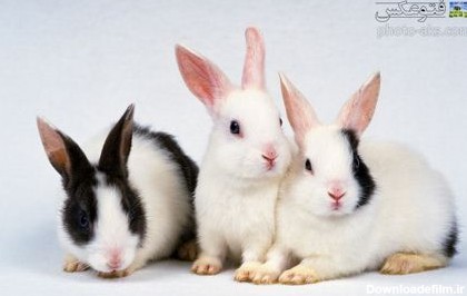 گالری عکس بسیارزیبای خرگوش ها