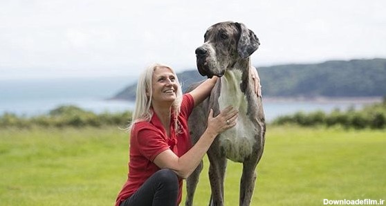 بزرگ ترین سگ دنیا (+عکس)