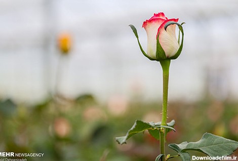 بزرگترین تولیدی گل رز هلندی در کویر