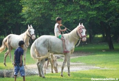 دانلود عکس عکس بچه های اسب سواری در پارک