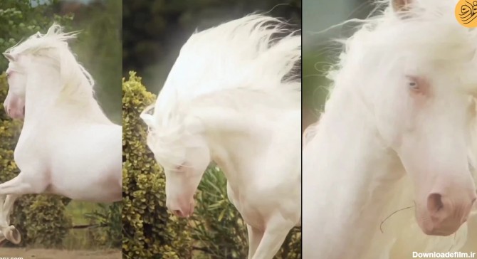 فرارو | (ویدئو) زیبایی خیره کننده یک اسب سفید