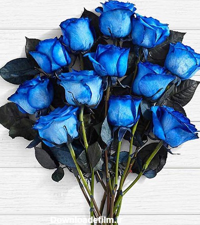 عکس گل رز آبی؛ ۳۳ عکس جذاب و زیبا برای پروفایل | ستاره