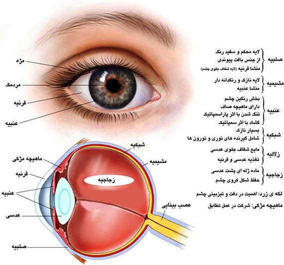 آناتومی چشم انسان و معرفی آن - مرکز چشم پزشکی سلامت غرب تهران