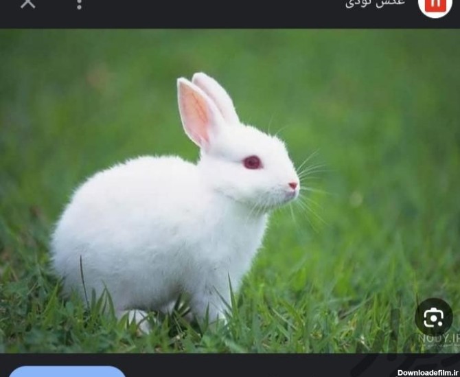 خرگوش بزرگ سفید تیه سرخ جفتی ۳۵۰ برای فروش دارم|موش و خرگوش ...
