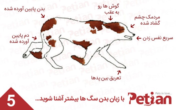 زبان بدن سگ ها را بیاموزید! + آموزش تصویری (قسمت اول) - آموزش پت ...