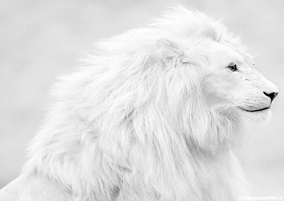 آخرین خبر | عکس/ شیر سفید زیبا و نادر