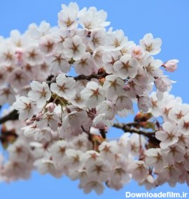 عکس شکوفه های بهاری با کیفیت بالا | گیاهان | فایل آوران