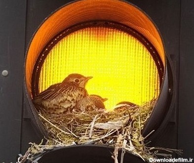 آخرین خبر | عکس/ لانه سازی پرندگان در جاهای عجیب