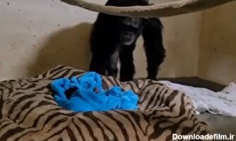 ثبت یک لحظه فوق‌العاده/ شامپانزه مادر بعداز دو روز می‌فهمد بچه‌اش زنده‌است (فیلم)