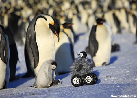 شکار تصاویر زیبا از لحظه تولد نوزاد پنگوئن با دوربین پنگوئنی! | روزنو