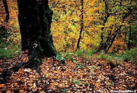 تصاویر زیبا از طبیعت پاییزی جنگل های ایران