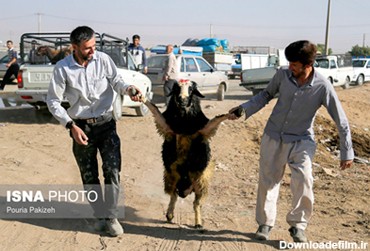 عکس خنده دار از یک گوسفند در آستانه عید قربان!
