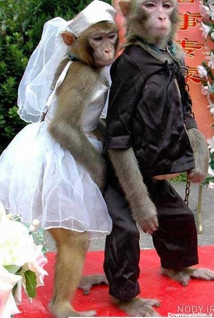 عکس خنده دار عروس داماد ۱۴۰۰ - عکس نودی