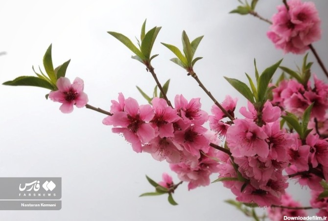 تصاویر بی‌نظیر از شکوفه‌های بهاری | خبرگزاری فارس