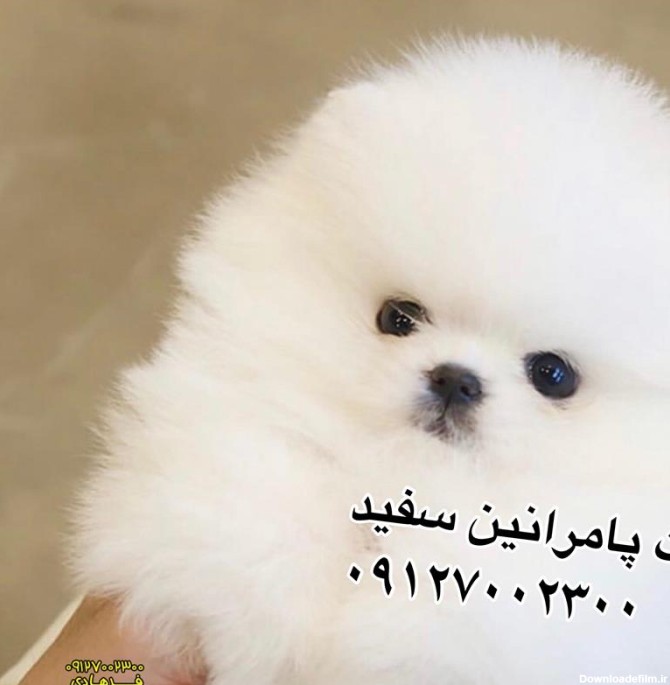 جزییات آگهی سگ پامرانین سفید خرسی فروشی