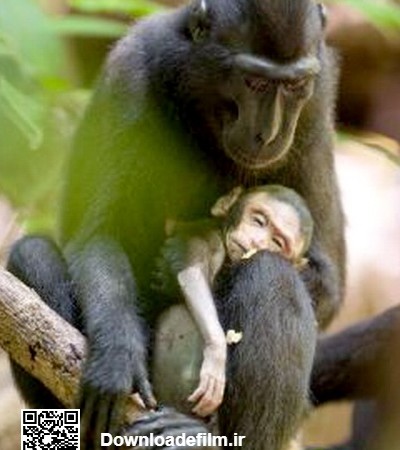 سوگواری میمون ماده در مرگ فرزندش+عکس
