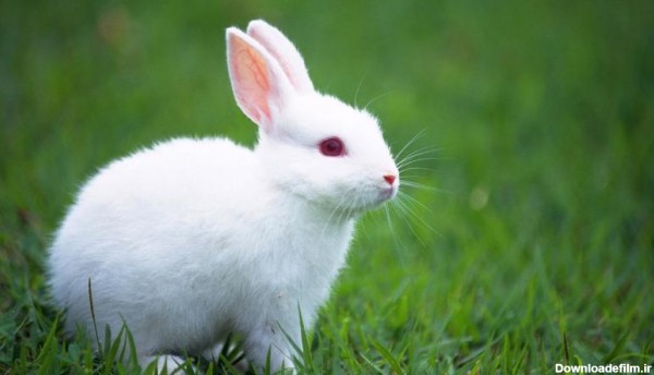 آلبوم عکس زیباترین خرگوش ها | والپیپر و تصاویر پس زمینه خرگوش ...