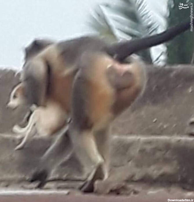 میمون‌های قاتل ۲۵۰ توله سگ را کشتند +عکس