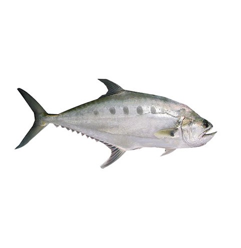 ماهی شیر بندر (سارم) 1/5 کیلوگرمی آنلاین ماهی - فروشگاه اینترنتی بیار