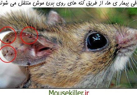 بیماری های ناشی از موش
