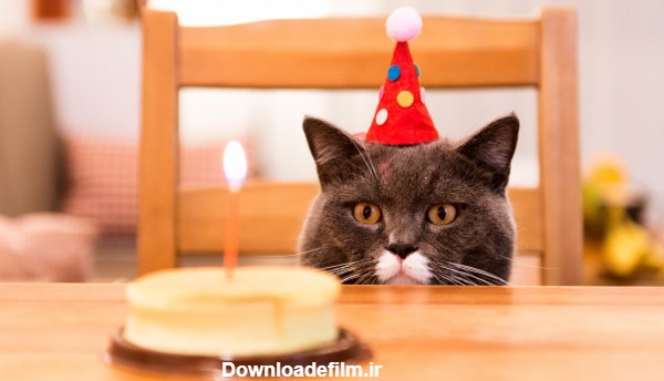 طرز تهیه کیک تولد گربه | راحت ترین رسپی کیک تولد برای گربه ها
