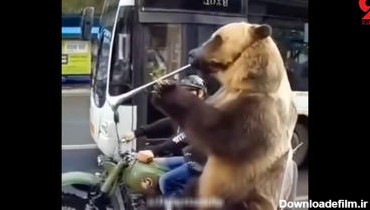 فیلم شیپور زدن خرس بزرگ وسط خیابان ! / عجیب اما واقعی !