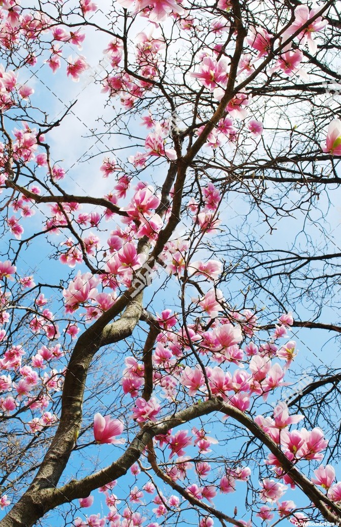 دانلود تصویر با کیفیت شکوفه و شاخه های درختان در فصل بهار