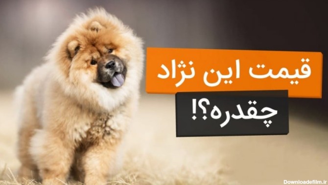 معرفی 10 نژاد سگ محبوب و پرطرفدار در ایران و قیمت آنها