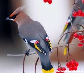 10 زیباترین پرنده دنیا با معرفی کامل آنها