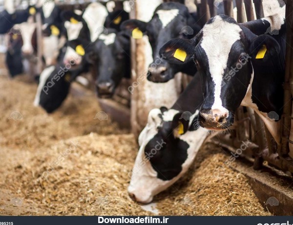 گاوها در مزرعه گاوهای سیاه و سفید خوردن یونجه در پایدار 1395315