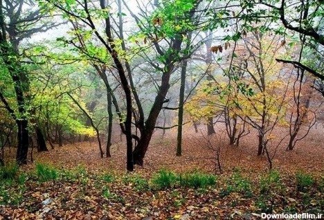 تصاویر زیبا از طبیعت پاییزی جنگل های ایران