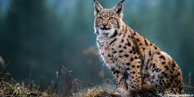 کشف یکی از گونه‌های کمیاب گربه جنگلی کشور در طبیعت صحنه | خبرگزاری ...