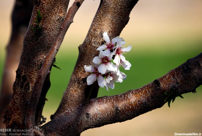 شکوفه های بهاری (عکس)